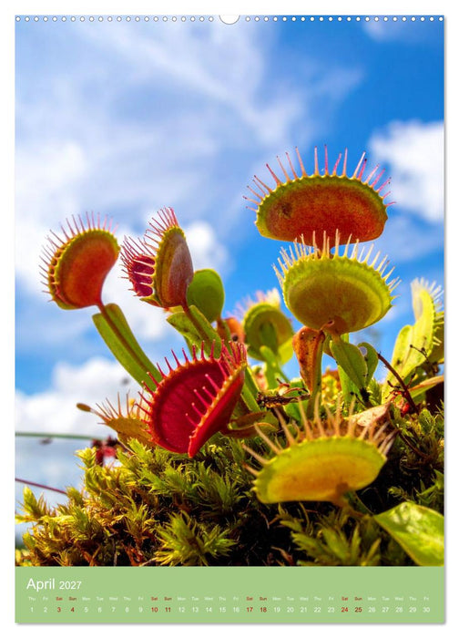 Bizarre Carnivores (CALVENDO Monthly Calendar 2027)