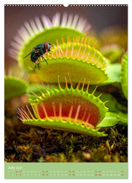 Bizarre Carnivores (CALVENDO Premium-Calendar 2027)