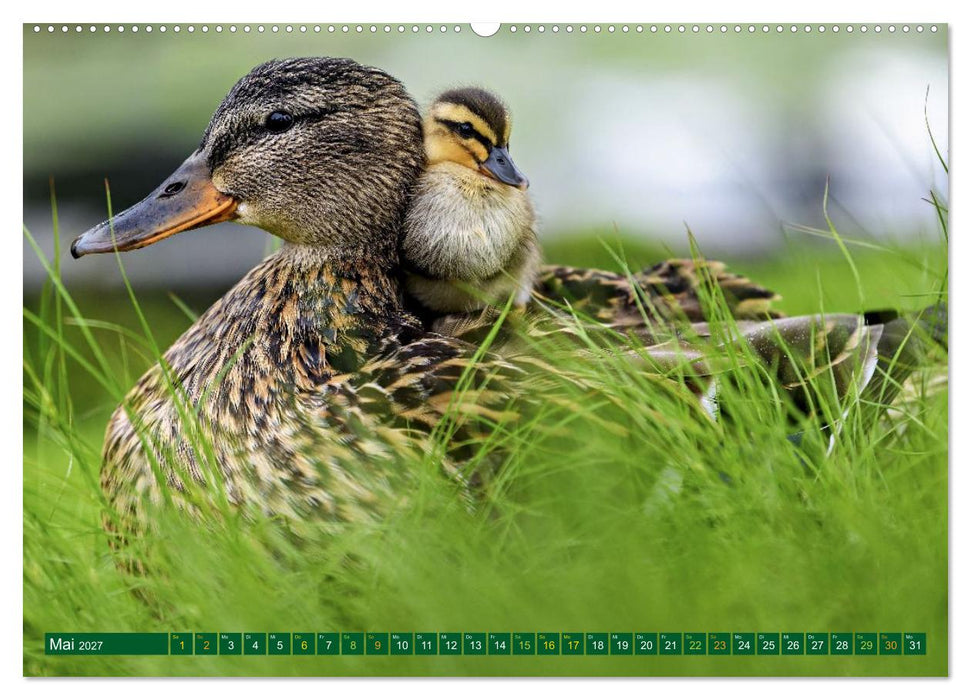Tierkinder der Lüfte - Vogelwelt (CALVENDO Wandkalender 2027)