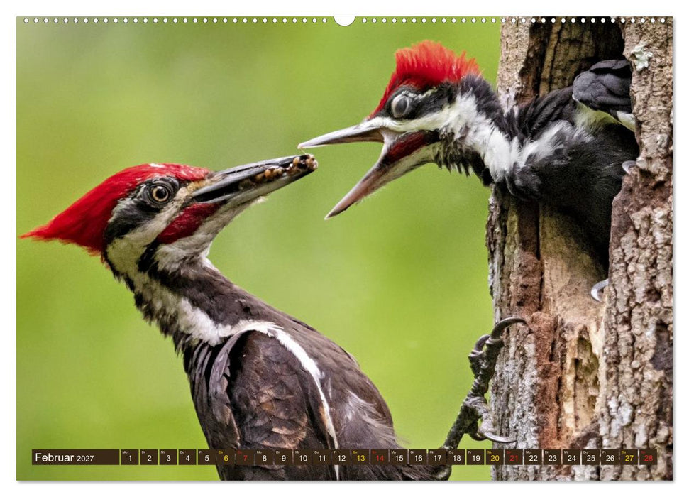 Tierkinder der Lüfte - Vogelwelt (CALVENDO Premium Wandkalender 2027)