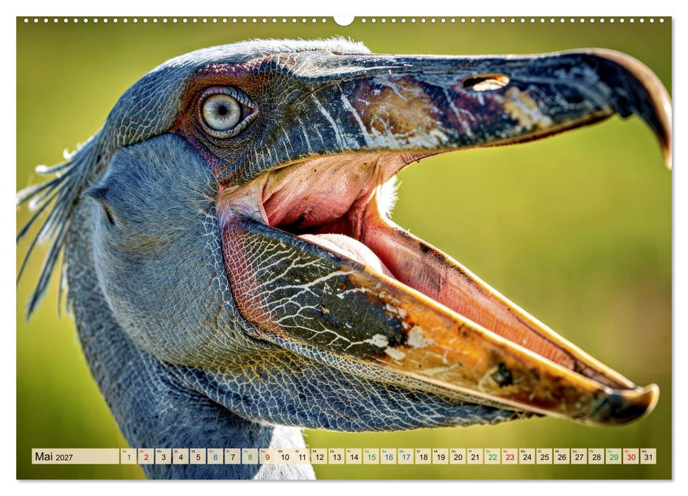 Schuhschnabel Vogel (CALVENDO Wandkalender 2027)