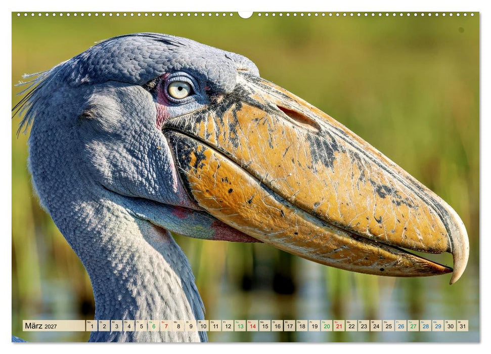 Schuhschnabel Vogel (CALVENDO Premium Wandkalender 2027)