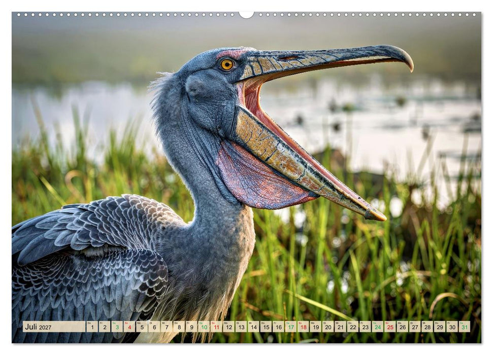 Schuhschnabel Vogel (CALVENDO Premium Wandkalender 2027)