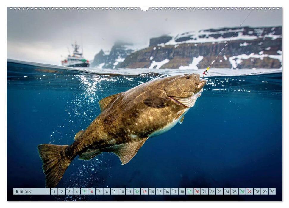 Heilbuttwahnsinn vor Grönland (CALVENDO Premium Wandkalender 2027)