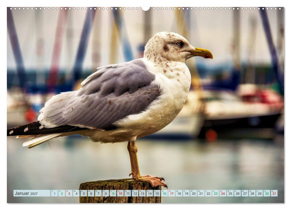 Ostsee Momente (CALVENDO Premium Wandkalender 2027)