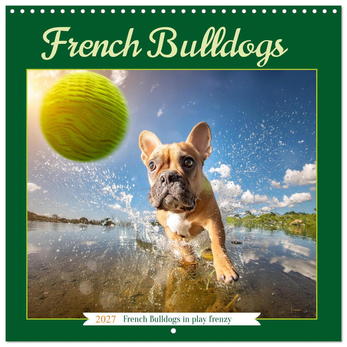 French Bulldogs in play frenzy (CALVENDO Monthly Calendar 2027)