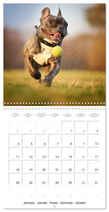French Bulldogs in play frenzy (CALVENDO Monthly Calendar 2027)
