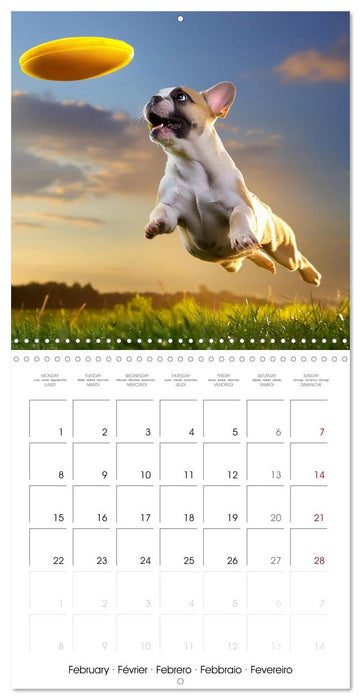 French Bulldogs in play frenzy (CALVENDO Monthly Calendar 2027)