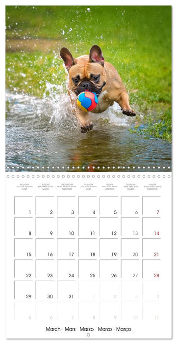 French Bulldogs in play frenzy (CALVENDO Monthly Calendar 2027)