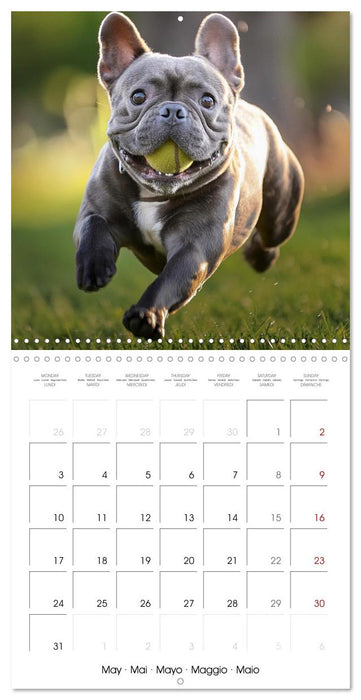 French Bulldogs in play frenzy (CALVENDO Monthly Calendar 2027)