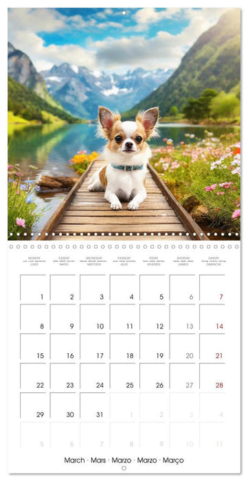 Chilling Chihuahuas (CALVENDO Monthly Calendar 2027)