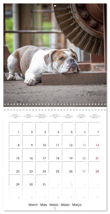 City dogs in the landscape park (CALVENDO Monthly Calendar 2027)