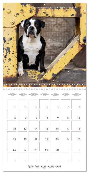 City dogs in the landscape park (CALVENDO Monthly Calendar 2027)