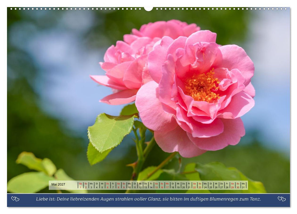 Rosen, Liebe ist (CALVENDO Wandkalender 2027)