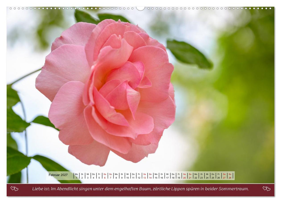 Rosen, Liebe ist (CALVENDO Premium Wandkalender 2027)