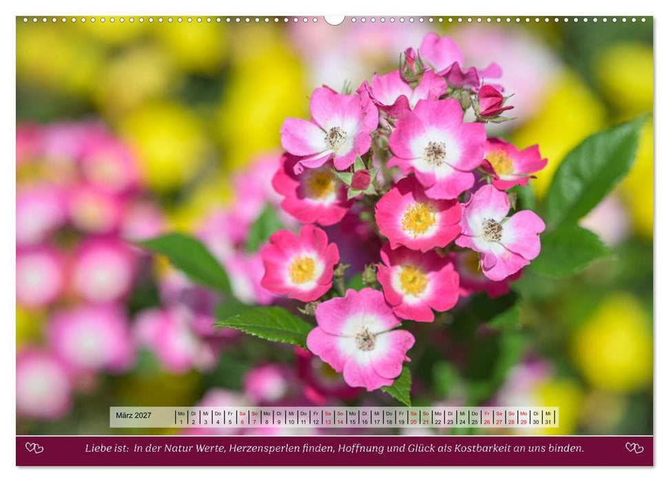Rosen, Liebe ist (CALVENDO Premium Wandkalender 2027)