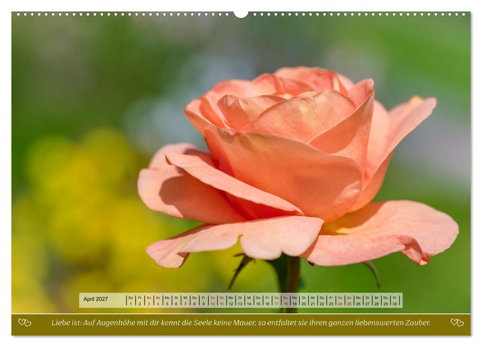 Rosen, Liebe ist (CALVENDO Premium Wandkalender 2027)