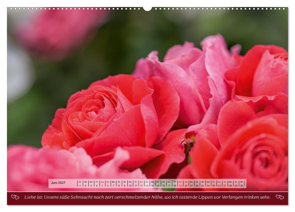 Rosen, Liebe ist (CALVENDO Premium Wandkalender 2027)
