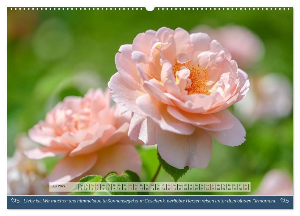Rosen, Liebe ist (CALVENDO Premium Wandkalender 2027)