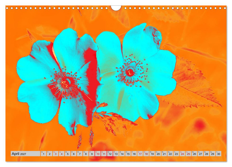Blumen Pop-Art (CALVENDO Wandkalender 2027)