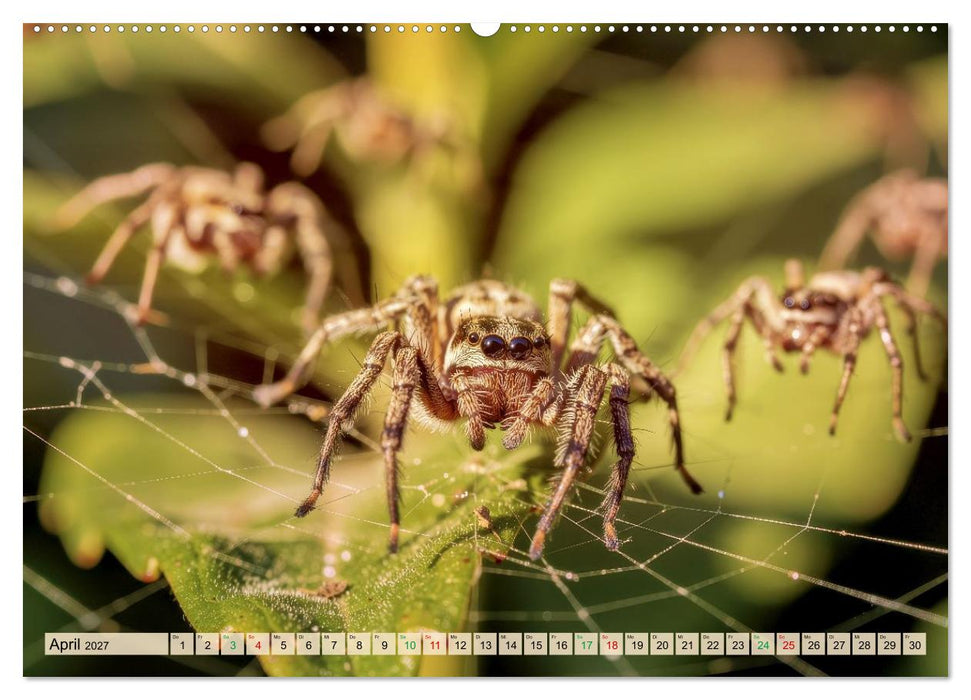 Spinnenaugen (CALVENDO Premium Wandkalender 2027)