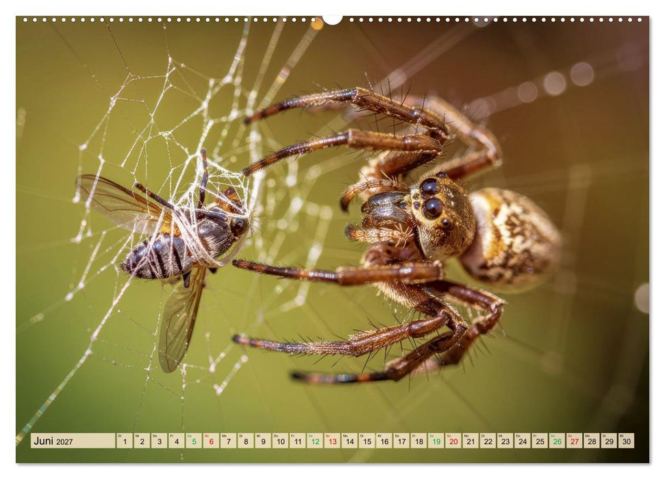 Spinnenaugen (CALVENDO Premium Wandkalender 2027)