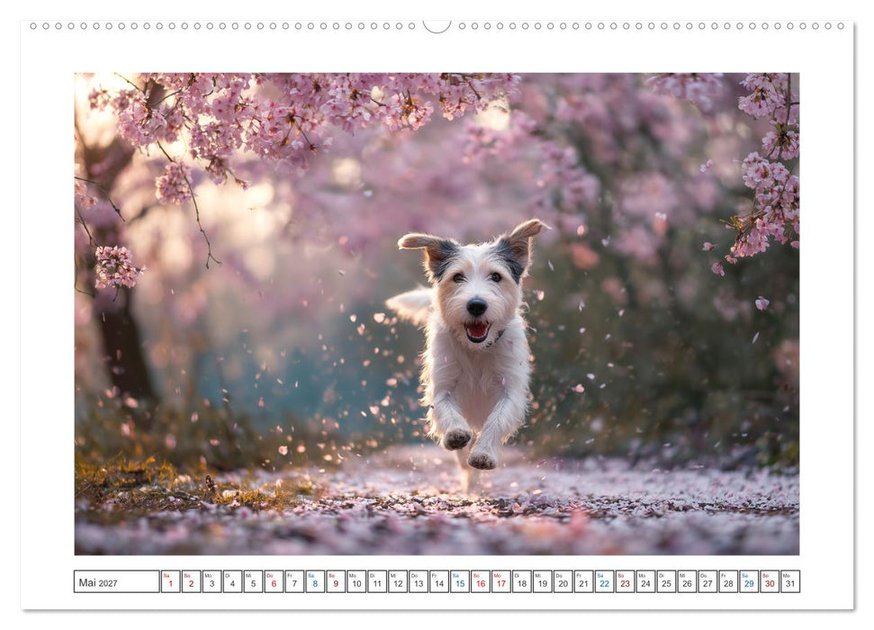 WUFF und WOW (CALVENDO Wandkalender 2027)