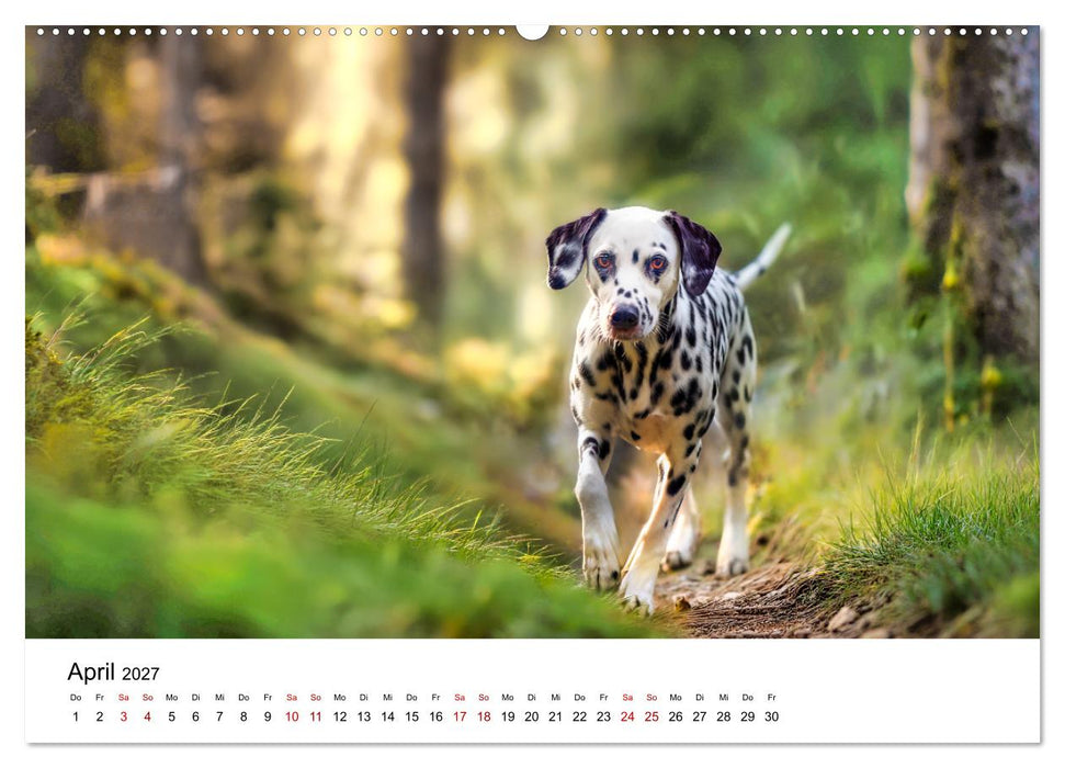 Dalmatiner - Mehr als nur Punkte! (CALVENDO Wandkalender 2027)