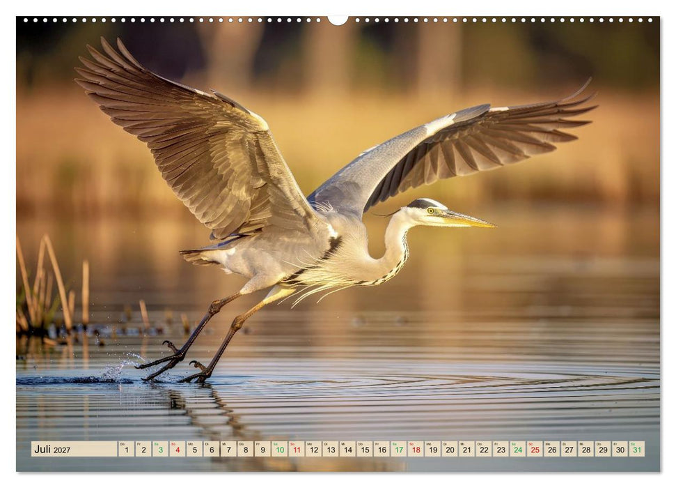 Silberreiher - pure Eleganz (CALVENDO Premium Wandkalender 2027)