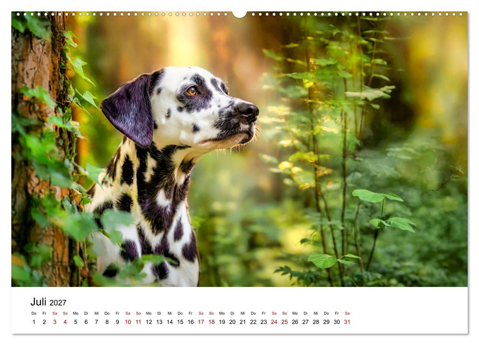 Dalmatiner - Mehr als nur Punkte! (CALVENDO Premium Wandkalender 2027)