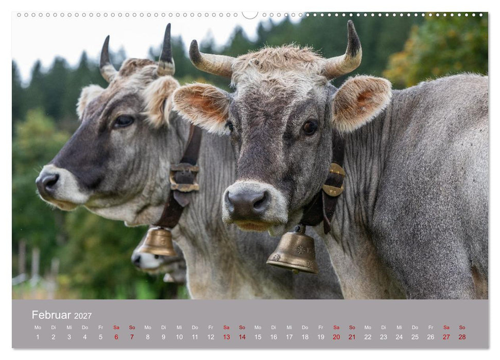 Allgäuer Rindvieh 2027 (CALVENDO Premium Wandkalender 2027)