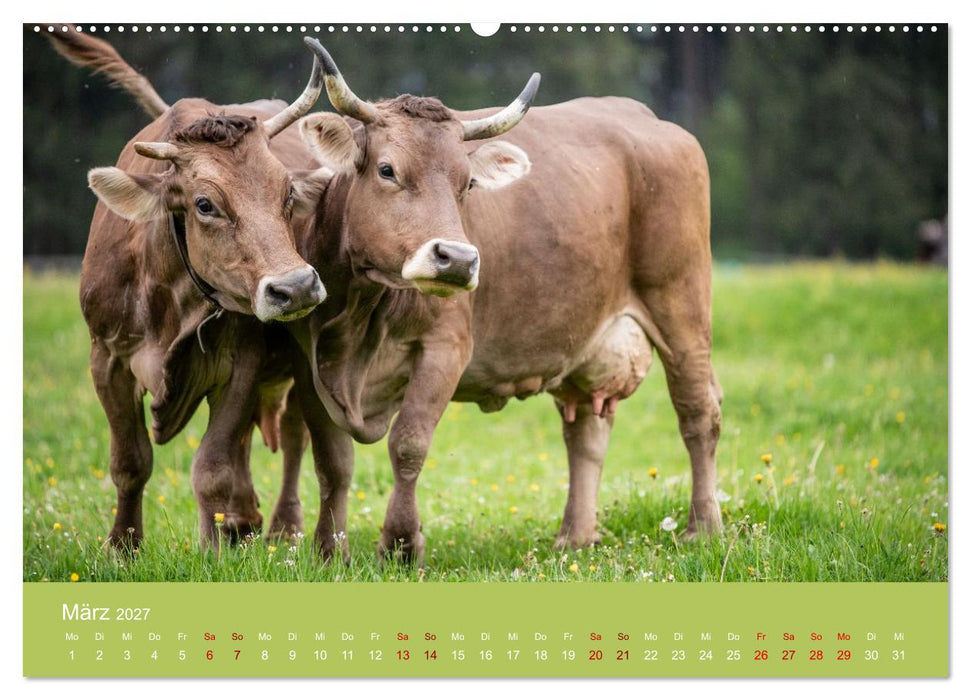 Allgäuer Rindvieh 2027 (CALVENDO Premium Wandkalender 2027)