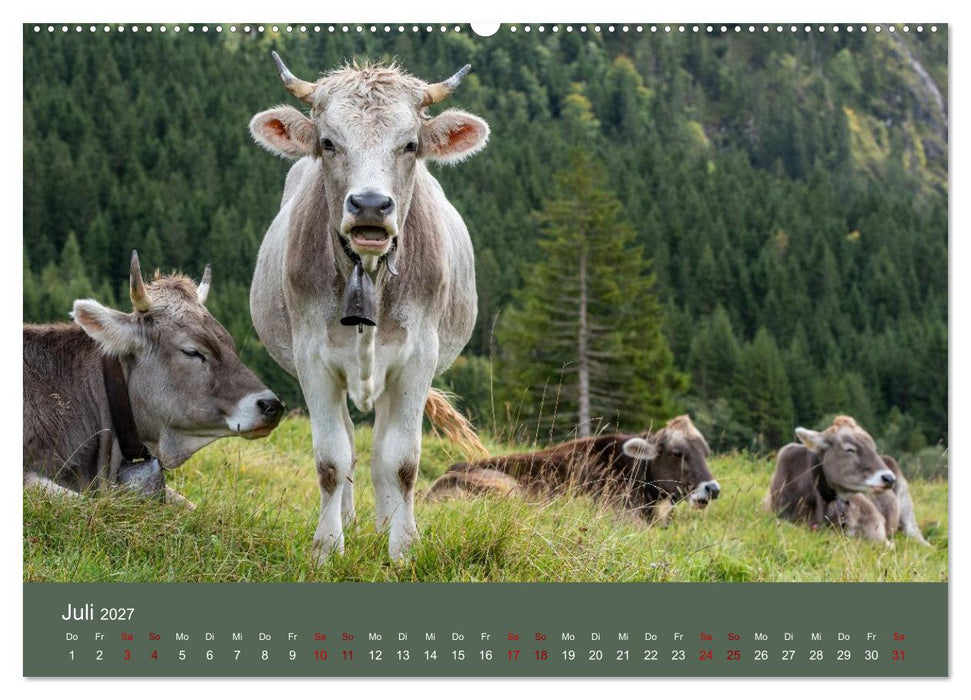 Allgäuer Rindvieh 2027 (CALVENDO Premium Wandkalender 2027)