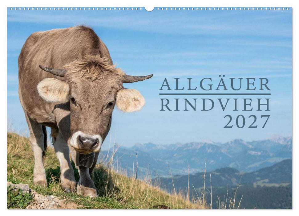 Allgäuer Rindvieh 2027 (CALVENDO Wandkalender 2027)