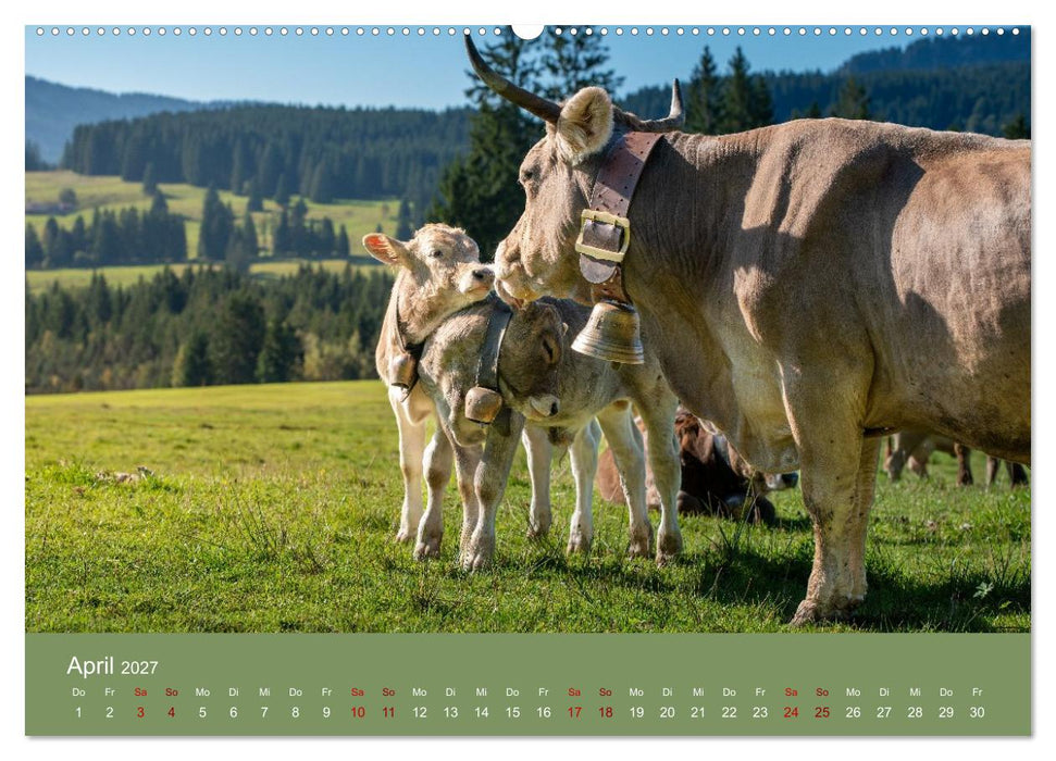 Allgäuer Rindvieh 2027 (CALVENDO Wandkalender 2027)