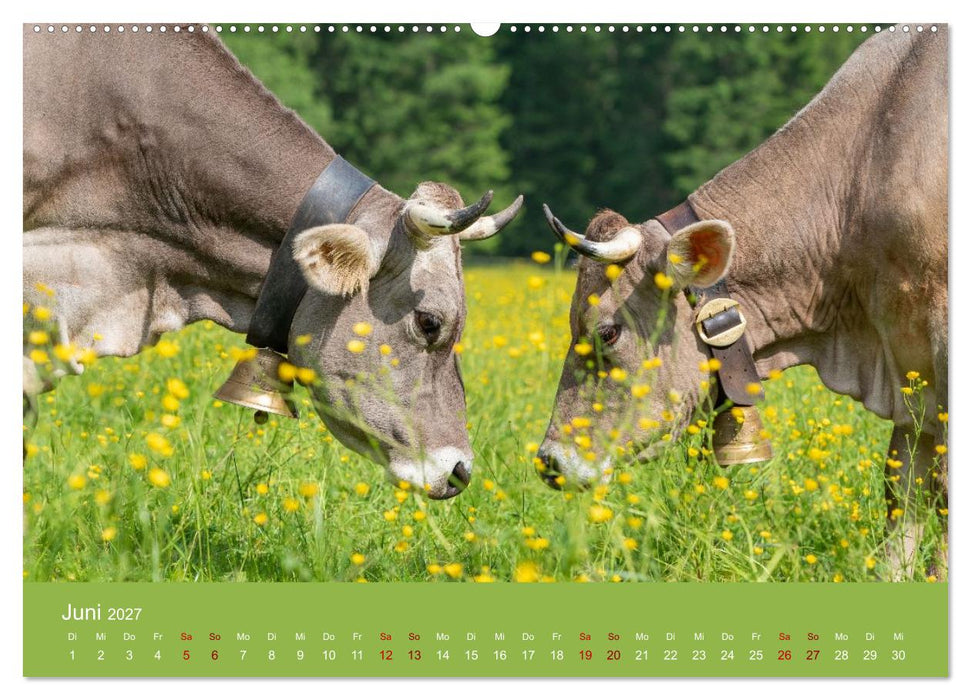 Allgäuer Rindvieh 2027 (CALVENDO Wandkalender 2027)