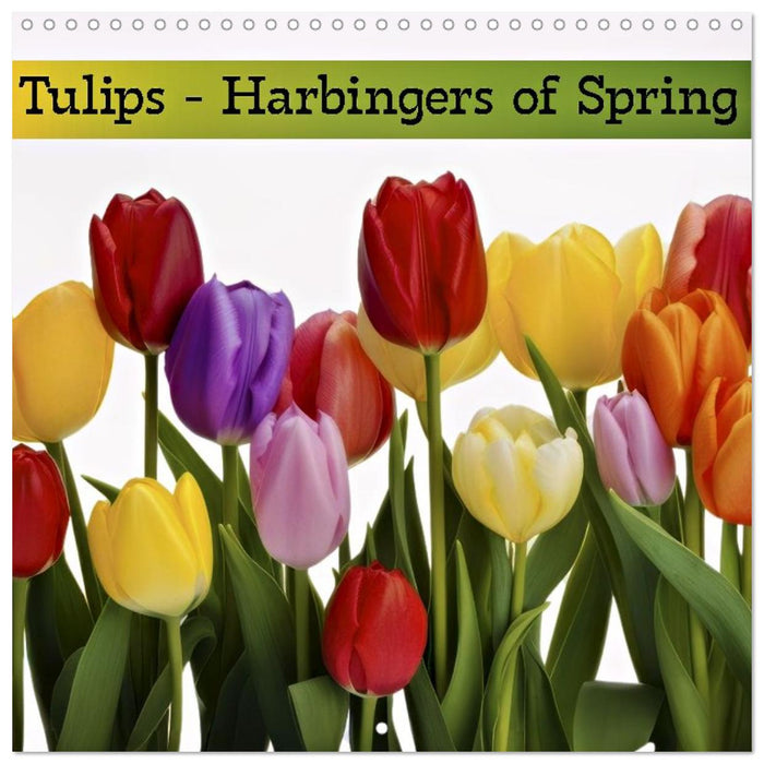 Tulips - Harbingers of Spring (CALVENDO Monthly Calendar 2027)