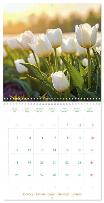 Tulips - Harbingers of Spring (CALVENDO Monthly Calendar 2027)