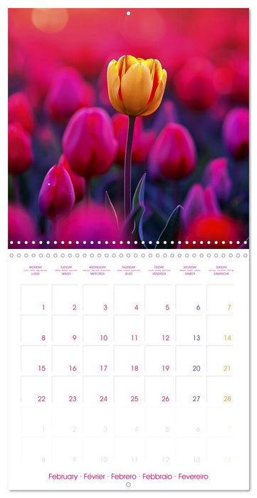 Tulips - Harbingers of Spring (CALVENDO Monthly Calendar 2027)