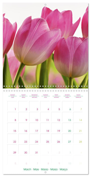 Tulips - Harbingers of Spring (CALVENDO Monthly Calendar 2027)