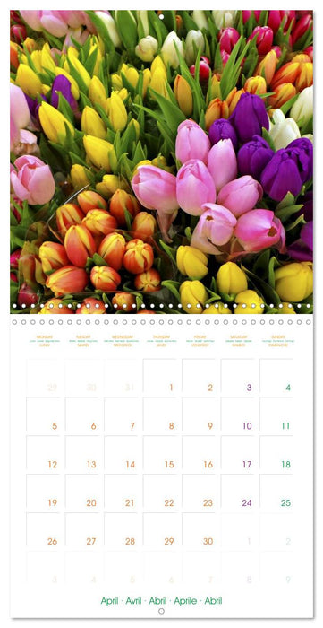 Tulips - Harbingers of Spring (CALVENDO Monthly Calendar 2027)