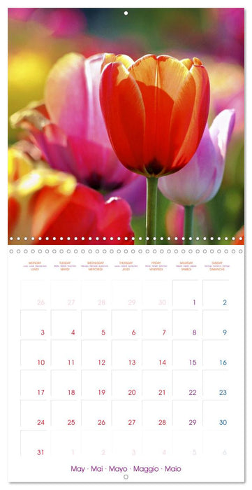 Tulips - Harbingers of Spring (CALVENDO Monthly Calendar 2027)