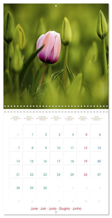 Tulips - Harbingers of Spring (CALVENDO Monthly Calendar 2027)