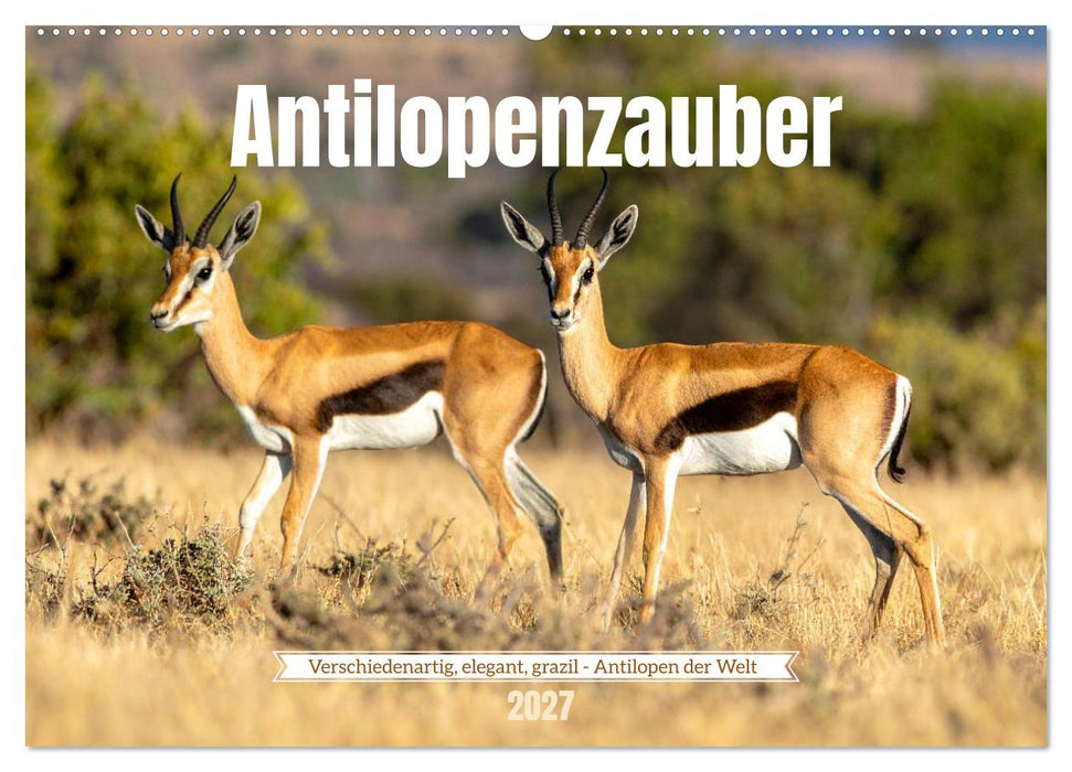 Antilopenzauber (CALVENDO Wandkalender 2027)