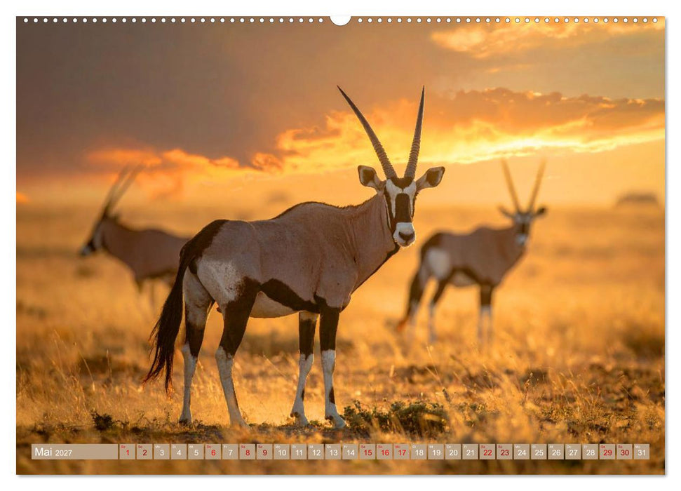 Antilopenzauber (CALVENDO Wandkalender 2027)