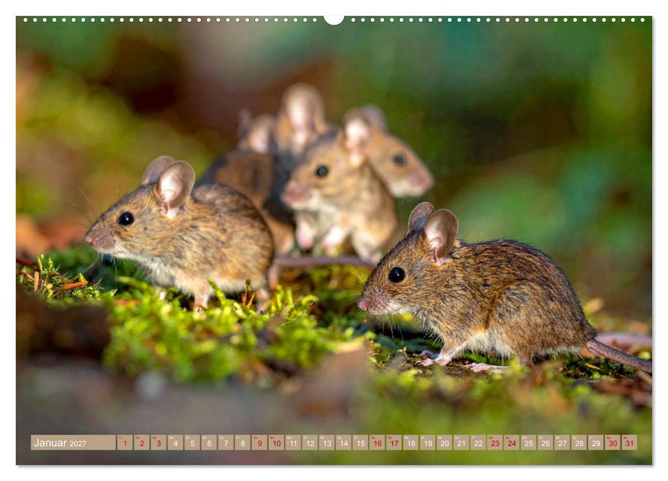 Gruseltiere (CALVENDO Wandkalender 2027)