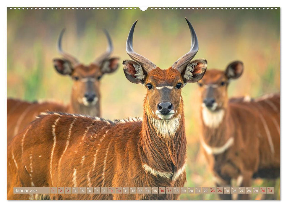 Antilopenzauber (CALVENDO Premium Wandkalender 2027)