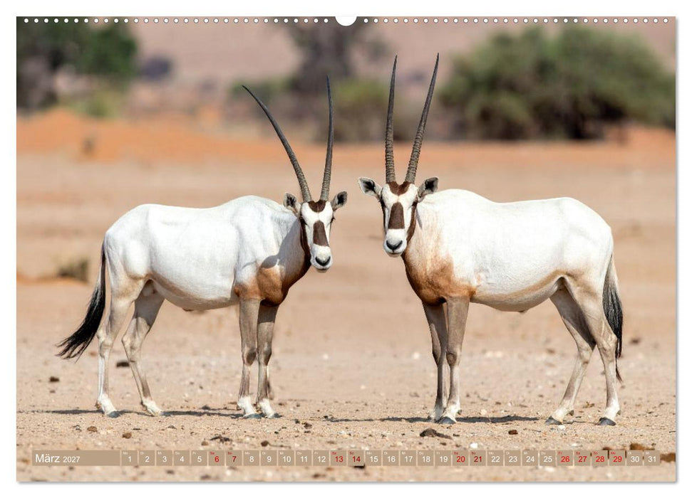 Antilopenzauber (CALVENDO Premium Wandkalender 2027)