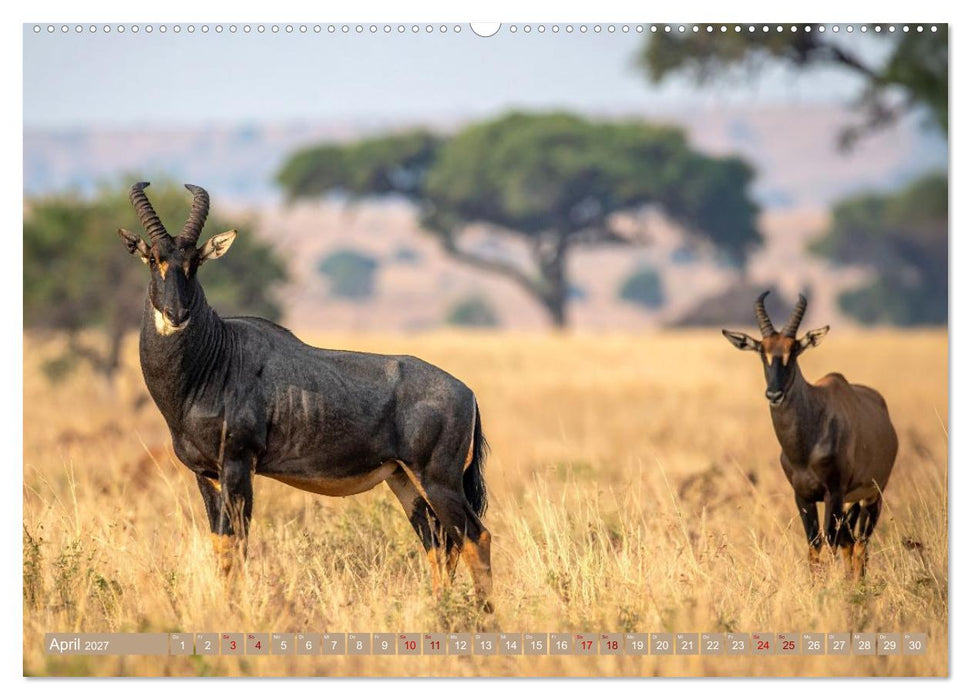 Antilopenzauber (CALVENDO Premium Wandkalender 2027)