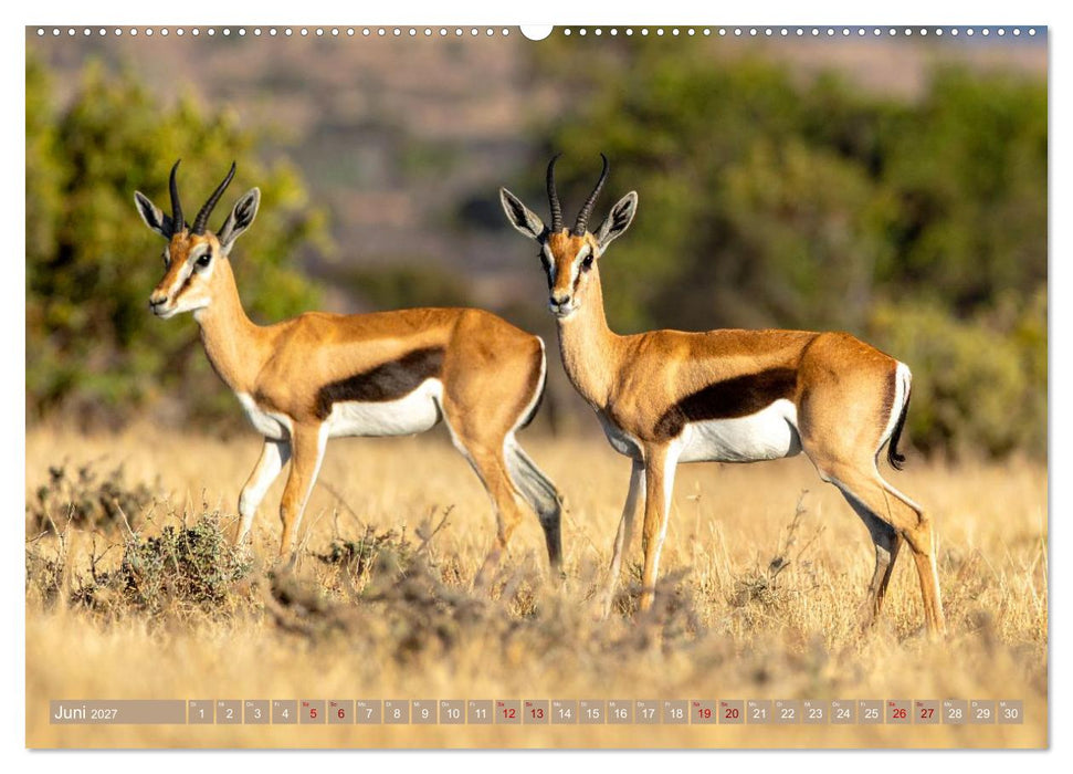 Antilopenzauber (CALVENDO Premium Wandkalender 2027)